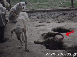 Δημοτικά Κυνοκομεία: Φριχτές συνθήκες διαβίωση για τα ζώα και οικονομικές ατασθαλίες (βίντεο)