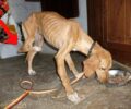 Πάρος: Σκύλος σκελετωμένος με σπασμένο πόδι σε σχήμα γωνίας…
