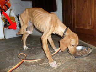 Πάρος: Σκύλος σκελετωμένος με σπασμένο πόδι σε σχήμα γωνίας…