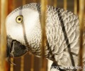 Έκθεση με «διακοσμητικά» πουλιά στην Ορεστιάδα! Είναι νόμιμο; Είναι ηθικό;