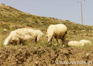 Δημοτικό σφαγείο η «λύση» για τα αιγοπρόβατα που βόσκουν ανεξέλεγκτα στην Ικαρία