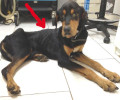 Δεν άντεξε η καρδιά του σκύλου που βρέθηκε σκελετωμένος από την ασιτία στην Πεντέλη της Αττικής