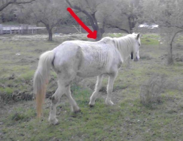 Ανέλαβαν νομίμως την επιμέλεια του εγκαταλελειμμένου αλόγου στο Μαυρούδι Ηγουμενίτσας