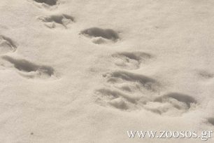 Καθολική απαγόρευση κυνηγιού στη Λέσβο λόγω του χιονιά