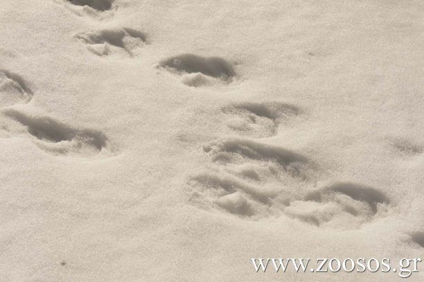 Απαγόρευσαν το κυνήγι στα ορεινά των Χανίων λόγω χιονόπτωσης