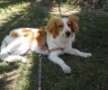 Χάθηκε σκύλος στη Σταυρούπολη Θεσσαλονίκης