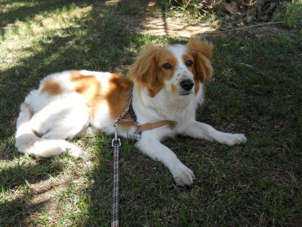 Χάθηκε σκύλος στη Σταυρούπολη Θεσσαλονίκης