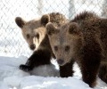 Φιλαράκια τα αρκουδάκια που επανεντάχθηκαν επιτυχώς απ’ τον ΑΡΚΤΟΥΡΟ