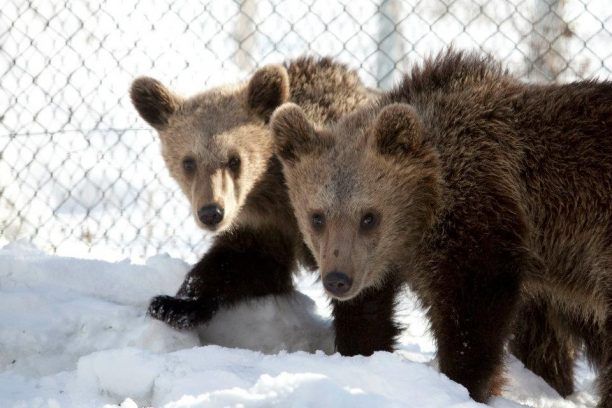 Φιλαράκια τα αρκουδάκια που επανεντάχθηκαν επιτυχώς απ’ τον ΑΡΚΤΟΥΡΟ