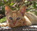 Με τη βοήθεια των ξένων στειρώνουν τις αδέσποτες γάτες στην Πάρο