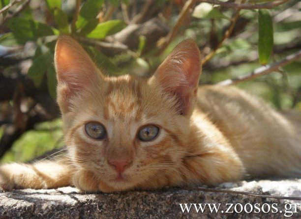 Με τη βοήθεια των ξένων στειρώνουν τις αδέσποτες γάτες στην Πάρο