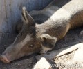 Κοσκινάς Καρδίτσας: Μόνο σε ένα χοιροτροφείο πνίγηκαν 7.000 γουρούνια (βίντεο)