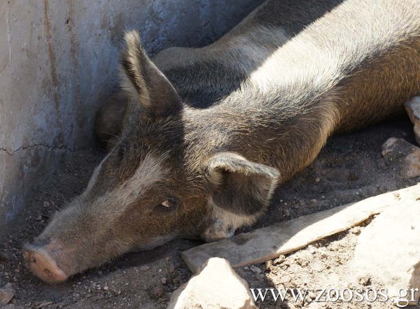Κοσκινάς Καρδίτσας: Μόνο σε ένα χοιροτροφείο πνίγηκαν 7.000 γουρούνια (βίντεο)