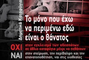 Ενημερωτική καμπάνια για τα Δημοτικά Κυνοκομεία - «Νταχάου» αδέσποτων ψυχών (βίντεο)