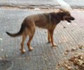 Χάθηκε θηλυκός σκύλος στο Χαλάνδρι Αττικής