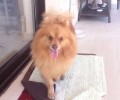 Βρέθηκε σκύλος Πομεράνιαν Σπιτζ στα Βριλήσσια Αττικής