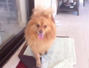 Βρέθηκε σκύλος Πομεράνιαν Σπιτζ στα Βριλήσσια Αττικής