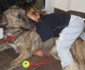 Βρέθηκε - Χάθηκε σκύλος στην Αγία Παρασκευή Αττικής