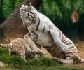 Η μητρότητα, η αιχμαλωσία στο Αττικό Ζωολογικό Πάρκο και ο διαγωνισμός φωτογραφίας