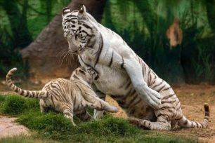 Η μητρότητα, η αιχμαλωσία στο Αττικό Ζωολογικό Πάρκο και ο διαγωνισμός φωτογραφίας