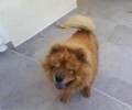 Έχασαν σκύλο ράτσας Τσόου – τσόου στη Λούτσα Αττικής