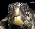 Ηράκλειο Κρήτης: Θα απελευθερώσουν τις θαλάσσιες χελώνες caretta - caretta μετά από πολύμηνη νοσηλεία