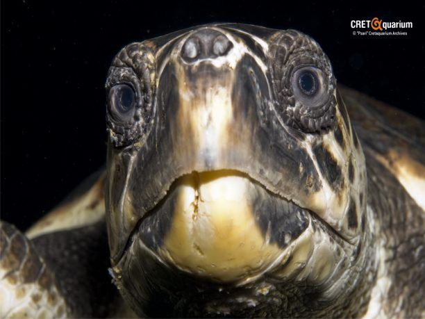Ηράκλειο Κρήτης: Θα απελευθερώσουν τις θαλάσσιες χελώνες caretta - caretta μετά από πολύμηνη νοσηλεία