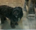 Βρέθηκε μαύρη μαλλιαρή σκυλίτσα στην Κάντζα