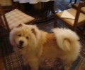 Χάθηκε σκύλος αρσενικό Τσόου τσόου στη Νέα Κηφισιά Αττικής