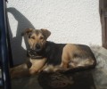 Ο άριστος σκύλος Αρίστος εγκαταλείφθηκε στην Πάρνηθα και ψάχνει σπιτικό