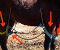 Βρήκε το άλογο δεμένο και στα τέσσερα πόδια στο Κιάτο (βίντεο)