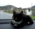 Ατρόμητος μέσα στο αυτοκίνητο ο γατούλης από το Λαύριο… (βίντεο)