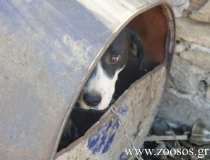 Η εκστρατεία για τα «βαρελόσκυλα» στα Χανιά πιάνει τόπο (βίντεο)