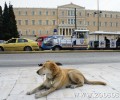 Φιλοζωικό νομοσχέδιο αντιφιλοζωικές διατάξεις; Ναι συμβαίνει και αυτό στην Ελλάδα