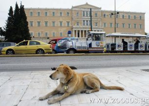 Εκδόθηκε η Κοινή Υπουργική Απόφαση για τη χρηματοδότηση των Δήμων για τη λειτουργία καταφυγίων αδέσποτων ζώων συντροφιάς