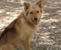 Βρέθηκε - Χάθηκε σκύλος στο Χαλάνδρι Αττικής