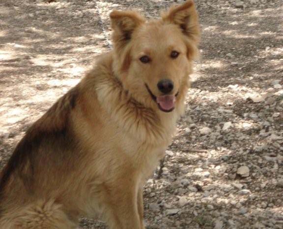 Βρέθηκε - Χάθηκε σκύλος στο Χαλάνδρι Αττικής