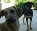 Αθήνα: Χάθηκε θηλυκός σκύλος στον Κεραμεικό