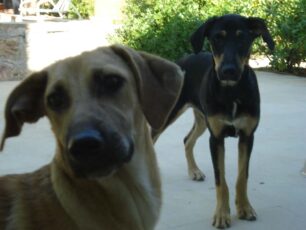 Αθήνα: Χάθηκε θηλυκός σκύλος στον Κεραμεικό