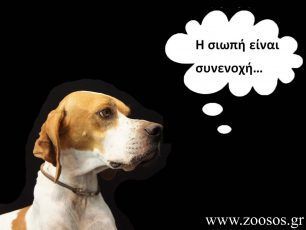 Τον Φλεβάρη η ημερίδα με τους εισαγγελείς για την κακοποίηση των ζώων