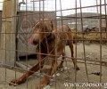 Δικαιολογίες από εκείνους που κακοποιούσαν τον σκύλο τους στην Πάρο