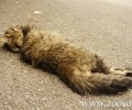 Δηλητηρίασαν αδέσποτες γάτες στου Γκύζη