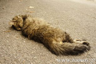 Γάτα νεκρή από φόλα με εντομοκτόνο δηλητήριο στον Περισσό Αττικής