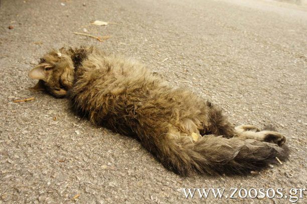 Δηλητηρίασαν αδέσποτες γάτες στου Γκύζη