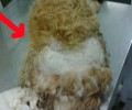 Βρήκαν τον σκύλο πυροβολημένο στην Ιτέα Καρδίτσας