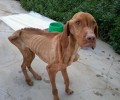 Σκελετωμένος σκύλος στο Κορωπί