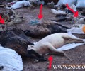 Μανταμάδος Λέσβου: Παράτησαν άταφα τα νεκρά πρόβατα και γουρούνια