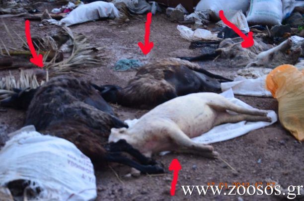 Μανταμάδος Λέσβου: Παράτησαν άταφα τα νεκρά πρόβατα και γουρούνια