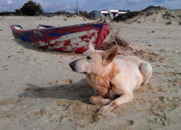 Νάξος: Βρήκαν τον σκύλο ημιλιπόθυμο και δεμένο στην άκρη του δρόμου