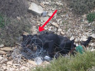 Καμινάκι Ηρακλείου Κρήτης: Βρήκε το σκυλί νεκρό δεμένο με την αλυσίδα του